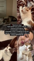 Пропала киця