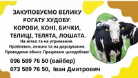 Закуповуємо врх м'ясо та на тримання корови коні бички  телиці телята  лошата лежачі
