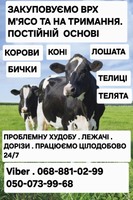 Закуповуємо врх на м'ясо та на тримання. корови. коні.  бички.  телиці. телята.  лошата.  лежачі. дорізи.