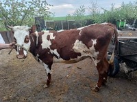 Продам корову
