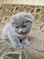 Веслоухии котята