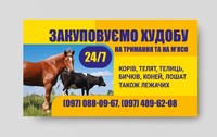 Закупивля ВРХ дуже дорого беремо все корови коні лошата телята звоніть 24/7