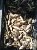 Продаємо мальок Коропа. Продам