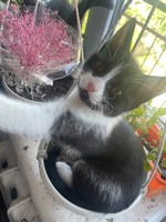 Кошенята