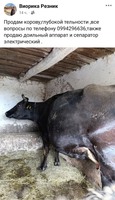 Корова тільна