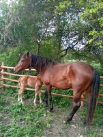 Продам кобилу