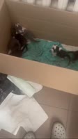 Котики