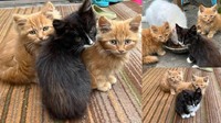 Кошенята