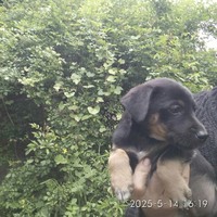 Продам щенят метисы *Звоночки*