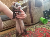 Хорёк