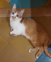 Віддам котика, 9 місяців