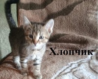 Віддам кошеняток в добрі руки