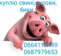 Куплю коров, биків, свиней, свиноматок