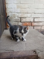 Віддам кошенят