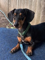 Такса шукає родину