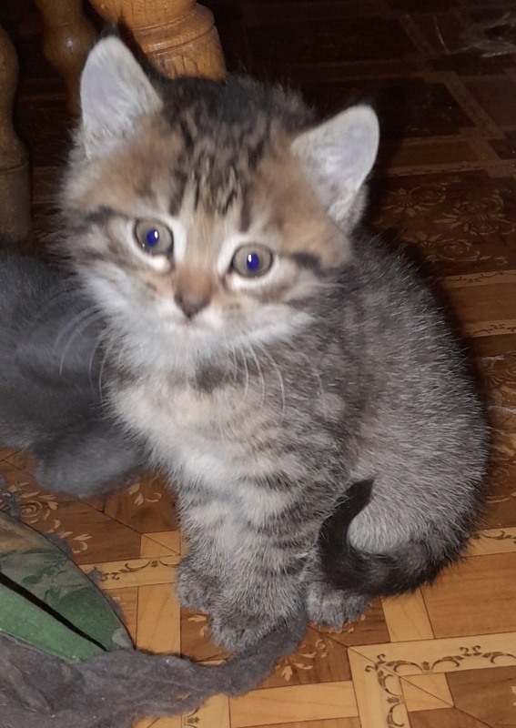 Кошенята. Безкоштовно