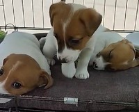 Джек Рассел Тер'єр, цуценя, Одеса., (Jack Russell Terrier, puppy, Odesa.)