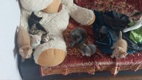 Отдам котят в хорошие руки