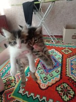 Отдам котят бесплатно