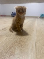 Кошеннятко хлопчик
