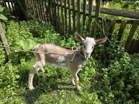 Продається дійна коза (3 роки) та козенята (2 кізки та козлик по 2 місяця)