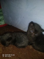 Котенок кот кошечка.