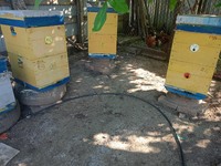 Пчелосемьи