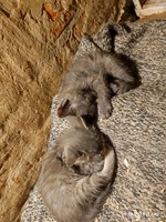 Котики в родину в добрі руки
