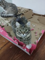 Шукають дім дві кішечки(дівчата)