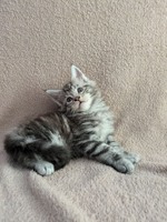 Котята Мейн Кун