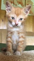 Віддам кошенят в добрі руки