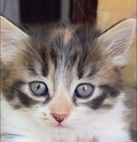 Триколірне кошеня Анфіса. Безкоштовно