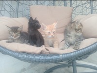 Кошенята віддам в добрі руки