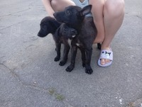 1 Немецкая овчарка и 2 дворняжки