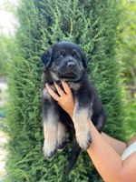 Німецька вівчарка