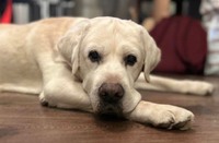 Зникла собака лабрадор 13 років