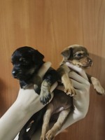 Отдам срочно щенят