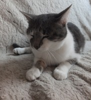 Віддам котика