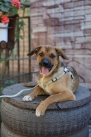 Песик Грай шукає дім