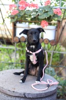 Крихітка Карі шукає дім