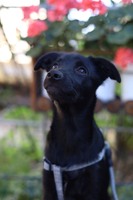 Песик Барні шукає дім