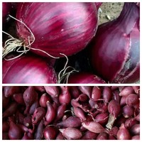 Цибуля для посадки Ред Барон