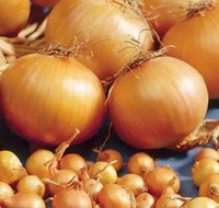 Цибуля для посадки Шекспір