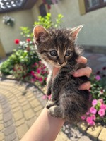 Котенята