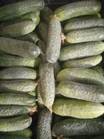 Продаж огірки свіжі та смачні