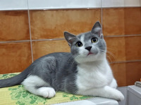 Віддам муркотика! Ніжний та лагідний котик шукає дім!