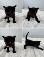 Кошенята в добрі руки