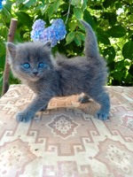 Киця породного типу безкоштовно🩷