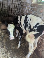 Продам 1 місячну молочну теличку