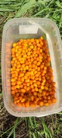 Продам свіжу ягоду обліпихи.